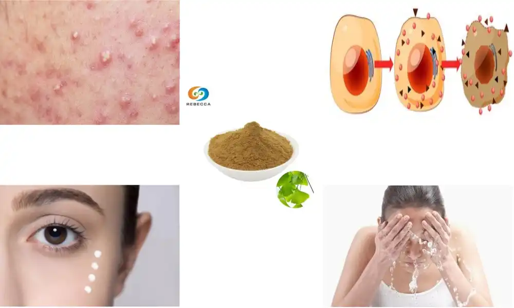 Is Ginkgo biloba extract powder good for skin?